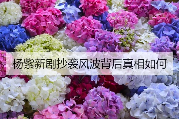 杨紫新剧抄袭风波背后真相如何